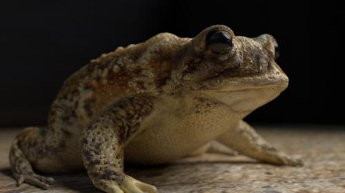 Toad