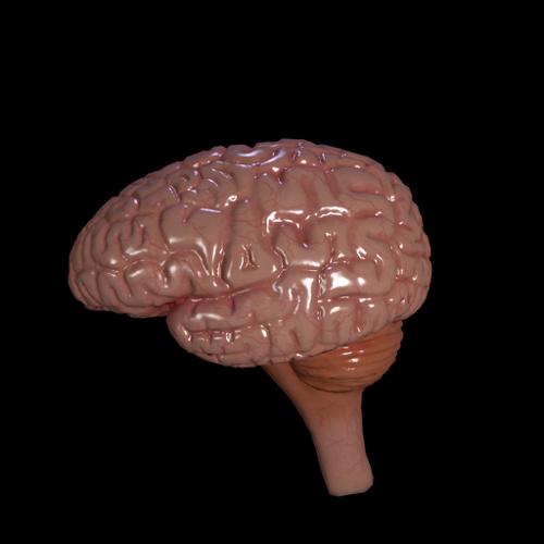 brain
