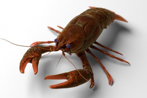 Astacus