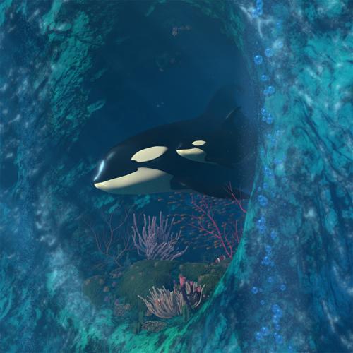 Killer Whale Scene