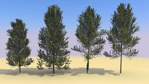 Trees - beech