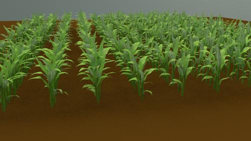 Cornfield