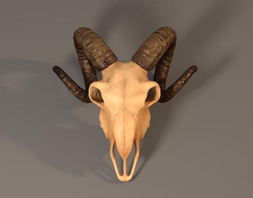 Goat skull