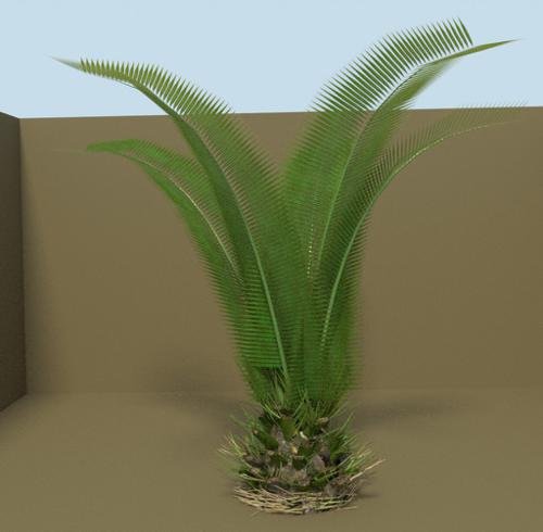 Small Palm