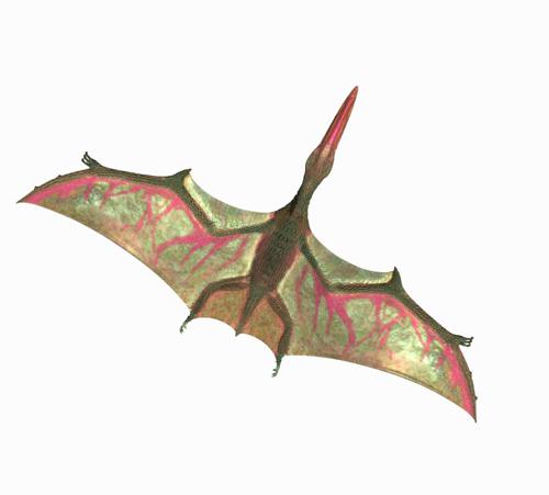Pterodactylus - rigged, animated