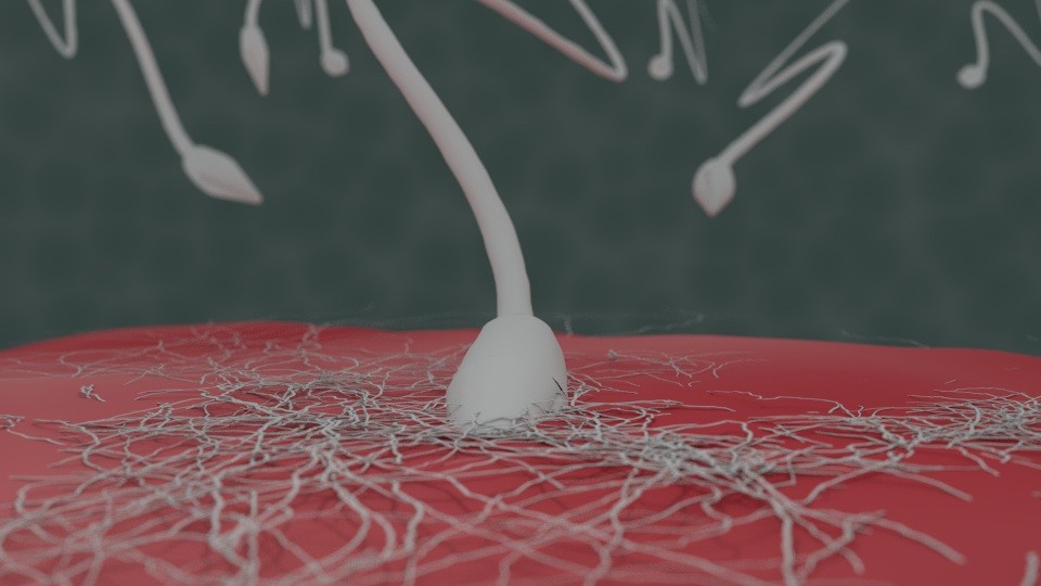 Sperm Race to the Egg