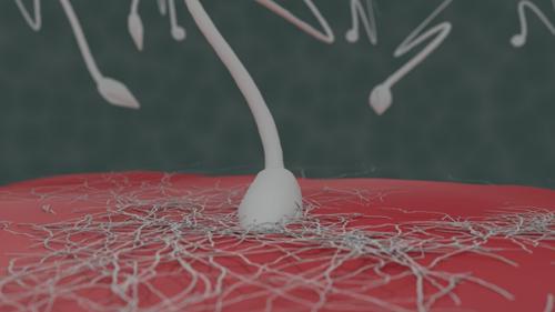 Sperm Race to the Egg