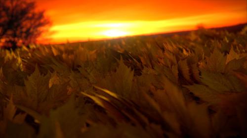Fall Scene