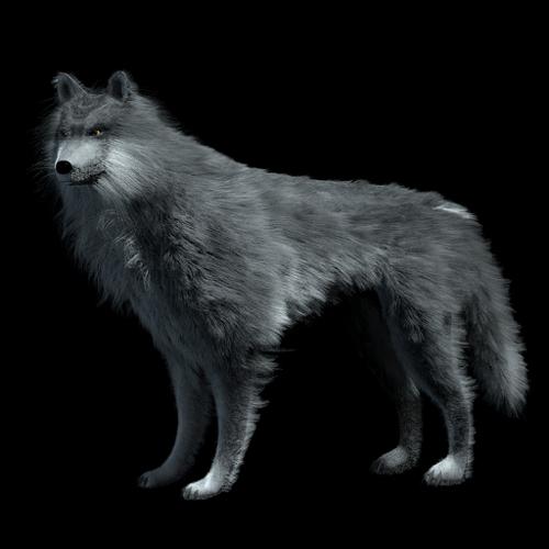 wolf fur