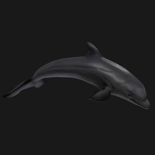 DOLPHIN
