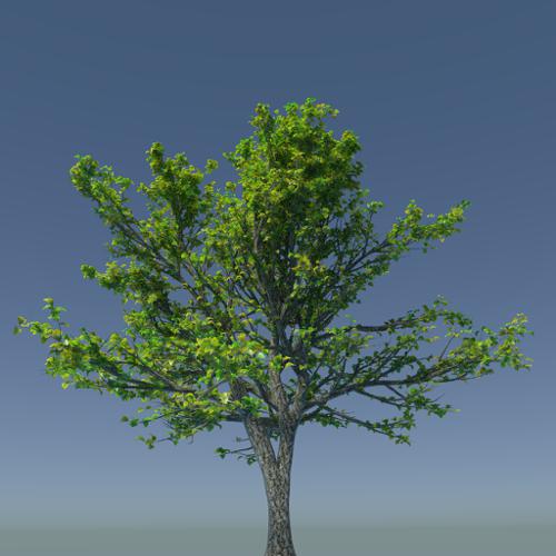 High Poly Tree