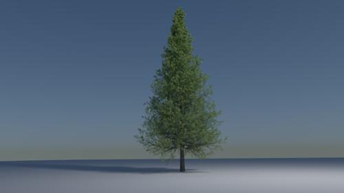 Pine Tree for Cycles