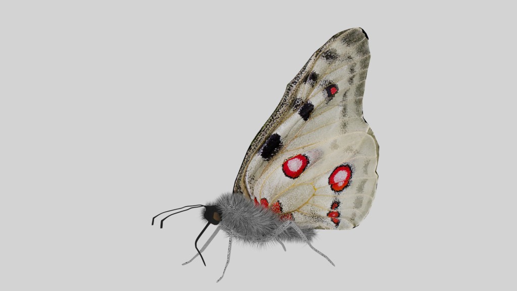 Apollo Butterfly