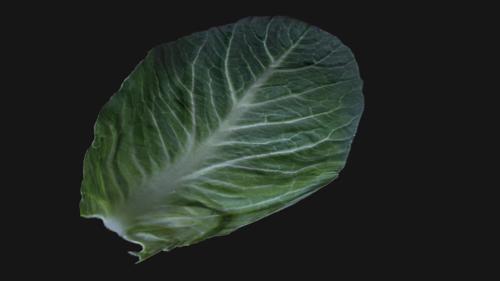 Cabbage Leaf