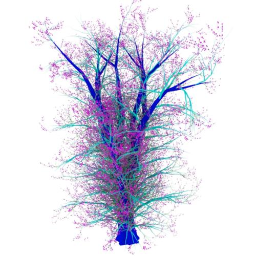 Trees-III