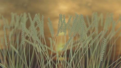 Wheat in Sunset Scene