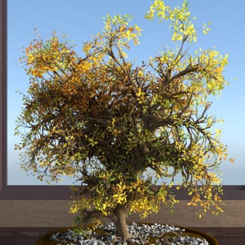 Bonsai