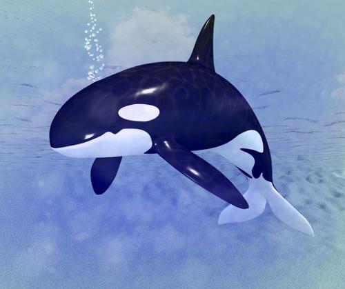 Orca
