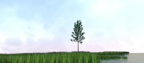 swamp scene