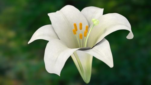 Lily flower