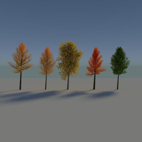 Autumn Trees