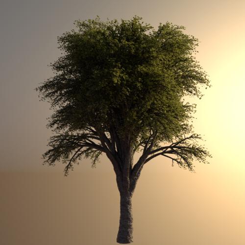 Realistic High Poly Tree