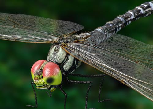 Dragonfly