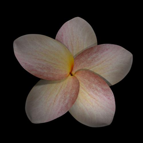 Frangipani Flower