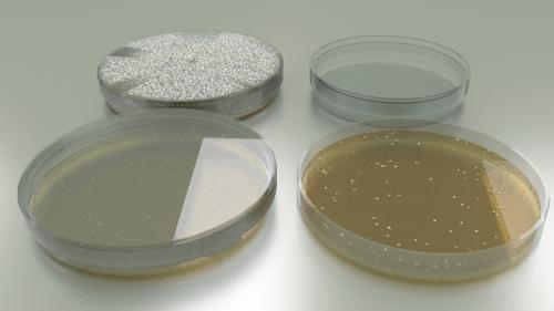 Petri Dish with Bacteria Colony