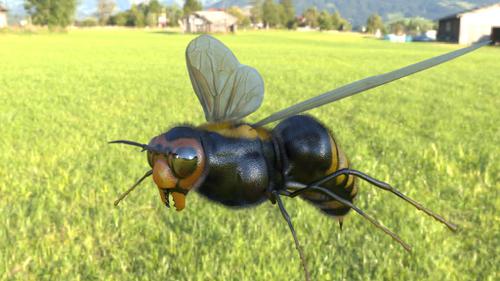 Hornet