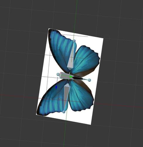 Butterfly