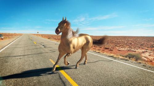 Horse