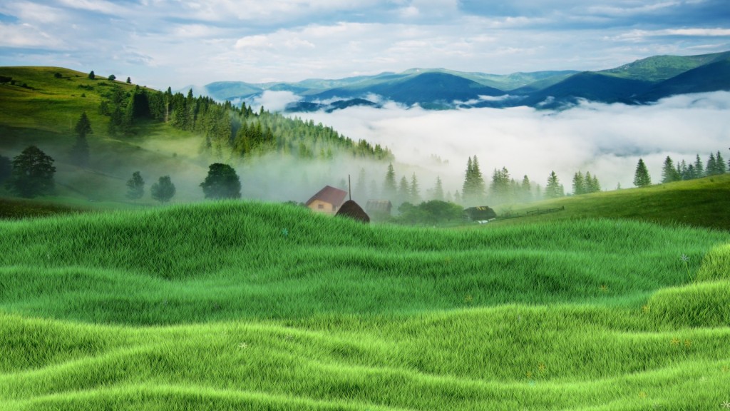Grassy Meadow