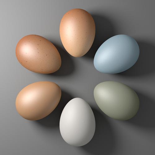 Various Chicken Eggs