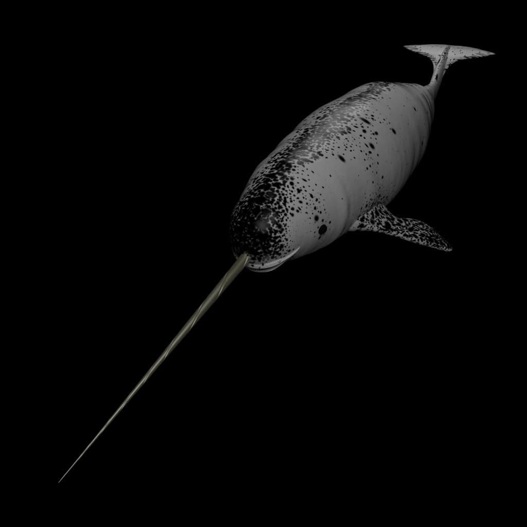 Narwhal, Textured and Rigged!