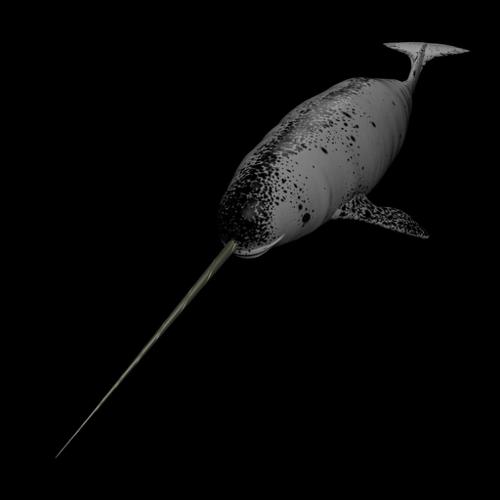 Narwhal, Textured and Rigged!