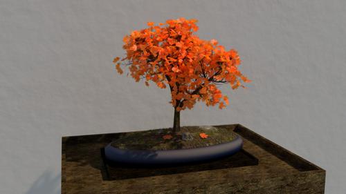 Bonsai Tree