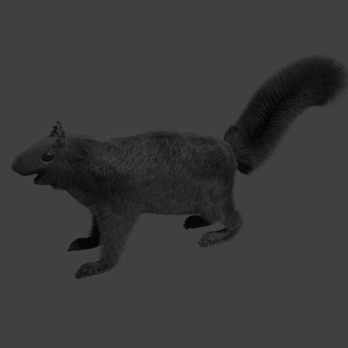 Squirrel