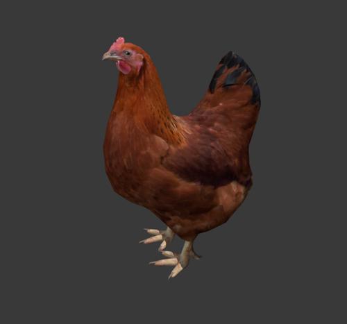 Chicken