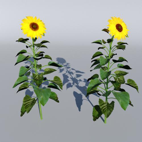 Sunflower