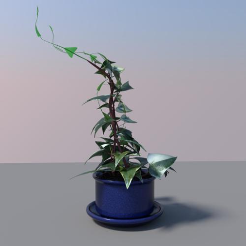 Wax ivy
