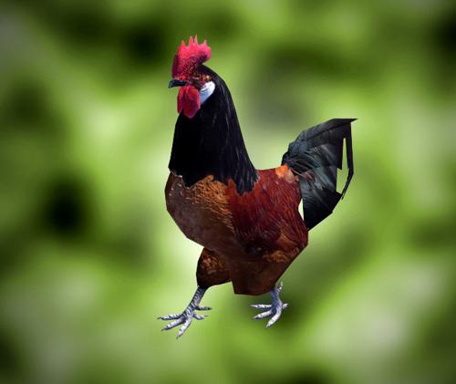 Rooster