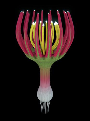 Alien Plant