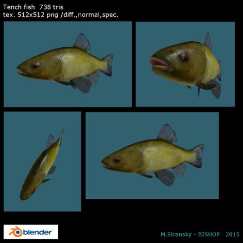 Tench fish