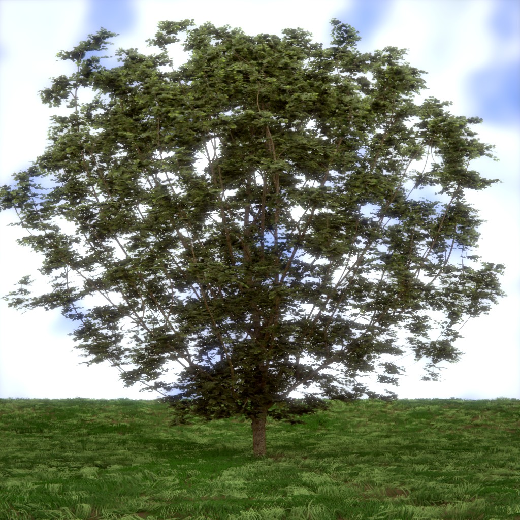 Hazel tree