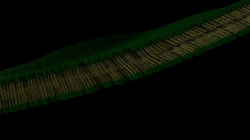 Plasma Membrane