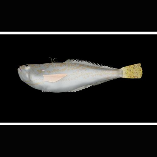 Lesser Weever