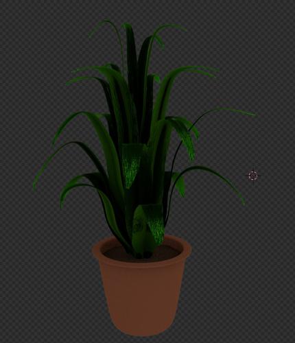 Potted clivia plant
