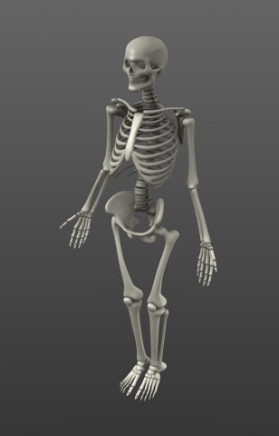 Simple Rigged Skeleton