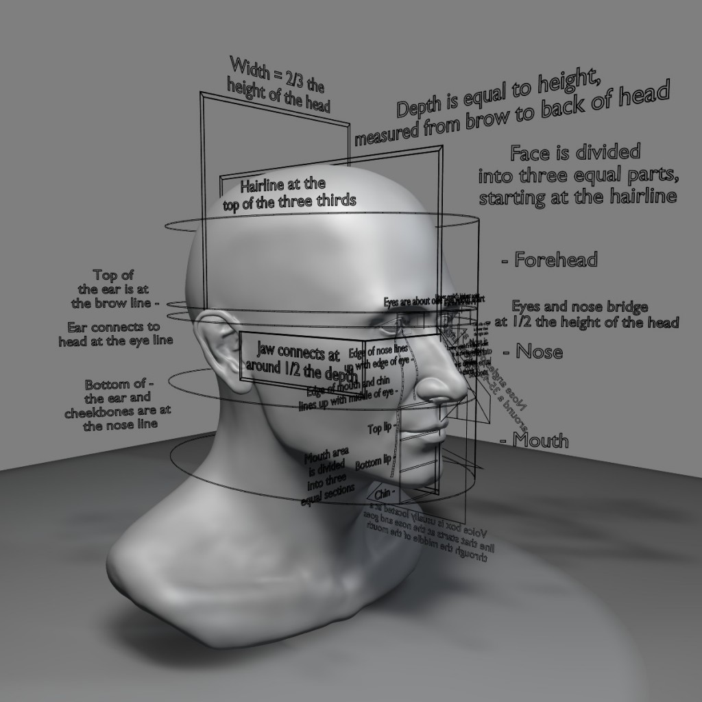 Proportions of the Face